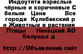 Индоутята взраслые чёрные и коричневые С белым › Цена ­ 450 - Все города, Кулебакский р-н Животные и растения » Птицы   . Ненецкий АО,Белушье д.